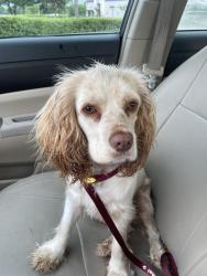 Found/Stray Female Dog last seen By the dollar general on Western Center Blvd, Fort Worth, TX 76137