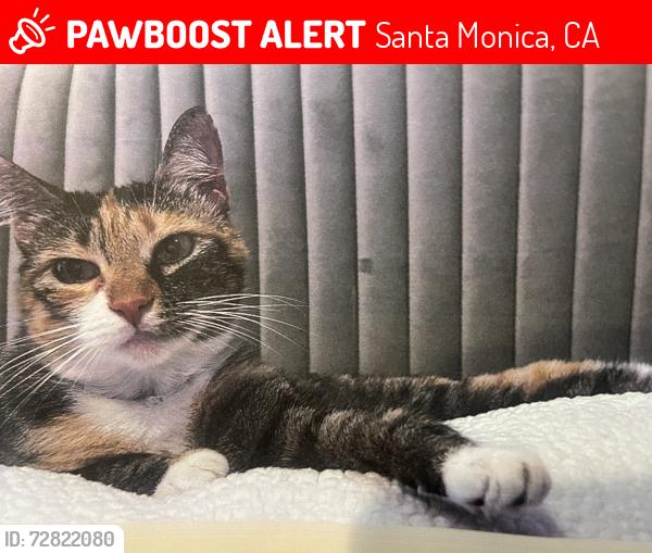 Lost Female Cat last seen 23rd St & Ocean Park Blvd, Santa Monica, CA 90405