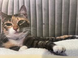 Lost Female Cat last seen 23rd St & Ocean Park Blvd, Santa Monica, CA 90405