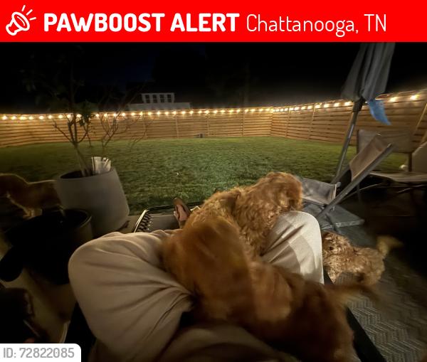 Lost Male Dog last seen Clear view, Chattanooga, TN 37421