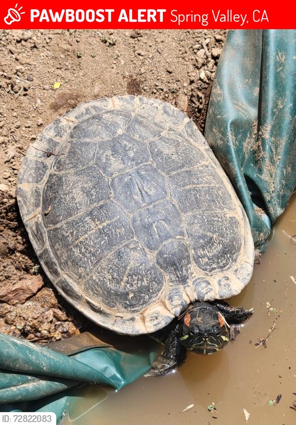 Lost Female Reptile last seen Dictionary Hill, Spring Valley, CA 91977