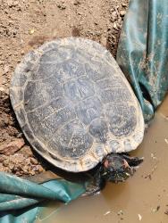 Lost Female Reptile last seen Dictionary Hill, Spring Valley, CA 91977