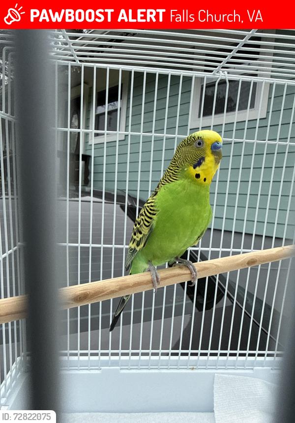 Lost Male Bird last seen Lake barcroft, Falls Church, VA 22041