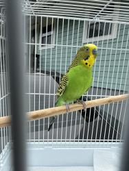 Lost Male Bird last seen Lake barcroft, Falls Church, VA 22041