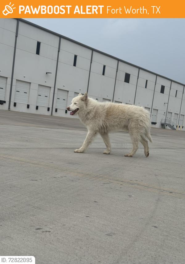 Found/Stray Male Dog last seen Westpark parkway and 35w, Fort Worth, TX 76177