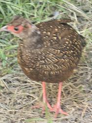 Found/Stray Female Bird last seen By Iron Horse  Trail Dublin CA, Dublin, CA 94568