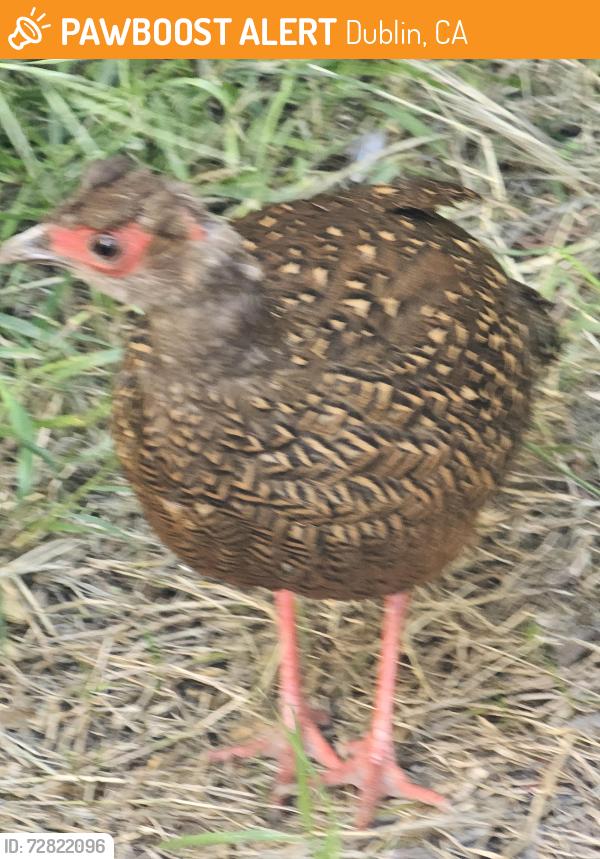 Found/Stray Female Bird last seen By Iron Horse Trail Dublin CA, Dublin, CA 94568