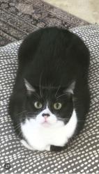 Lost Female Cat last seen Village creek dr, katy tx, Katy, TX 77494