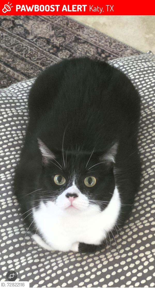 Lost Female Cat last seen Village creek dr, katy tx, Katy, TX 77494