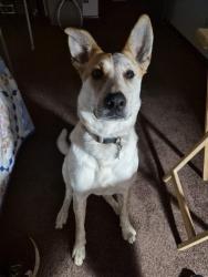 Lost Female Dog last seen West oak hill ave, Knoxville, TN 37917