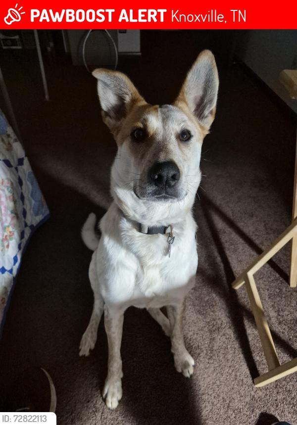 Lost Female Dog last seen West oak hill ave, Knoxville, TN 37917