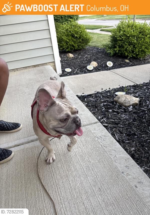 Found/Stray Male Dog last seen Sunbury Road, Columbus, OH 43219