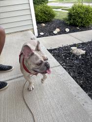 Found/Stray Male Dog last seen Sunbury Road, Columbus, OH 43219