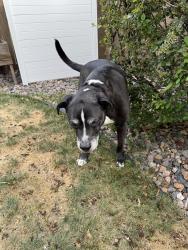 Found/Stray Male Dog last seen Colorado blvd and county line, Littleton, CO 80126
