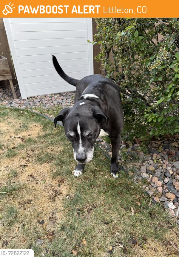 Found/Stray Male Dog last seen Colorado blvd and county line, Littleton, CO 80126
