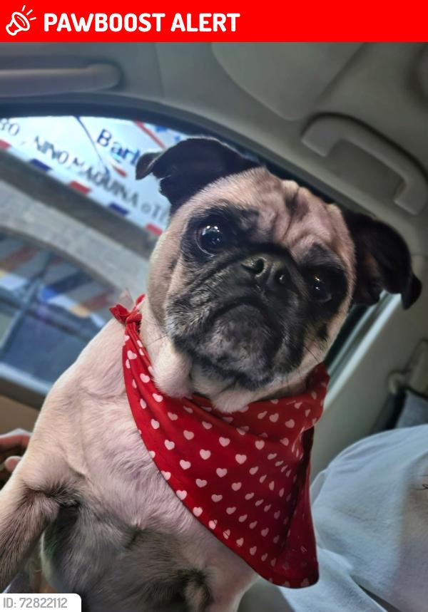 Lost Female Dog last seen López Portillo y Benito juarrz, Puerto Peñasco, Son. 
