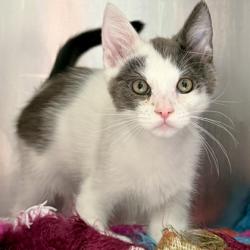 Shelter Stray Male Cat last seen , , CA, 1101 29th Ave, Oakland, CA 94601, USA