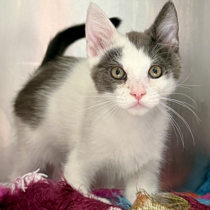Shelter Stray Male Cat last seen , , CA, 1101 29th Ave, Oakland, CA 94601, USA