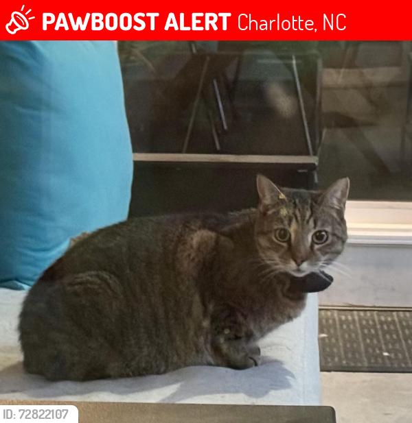 Lost Male Cat last seen Mantle Ct & Hiddenbrook, Charlotte, NC 28205