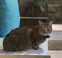 Lost Male Cat last seen Mantle Ct & Hiddenbrook, Charlotte, NC 28205