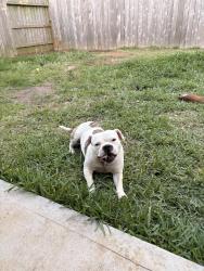 Lost Male Dog last seen 45/FM830, Conroe, TX 77378