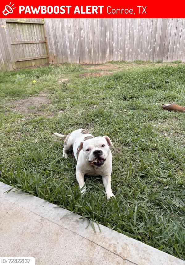 Lost Male Dog last seen 45/FM830, Conroe, TX 77378