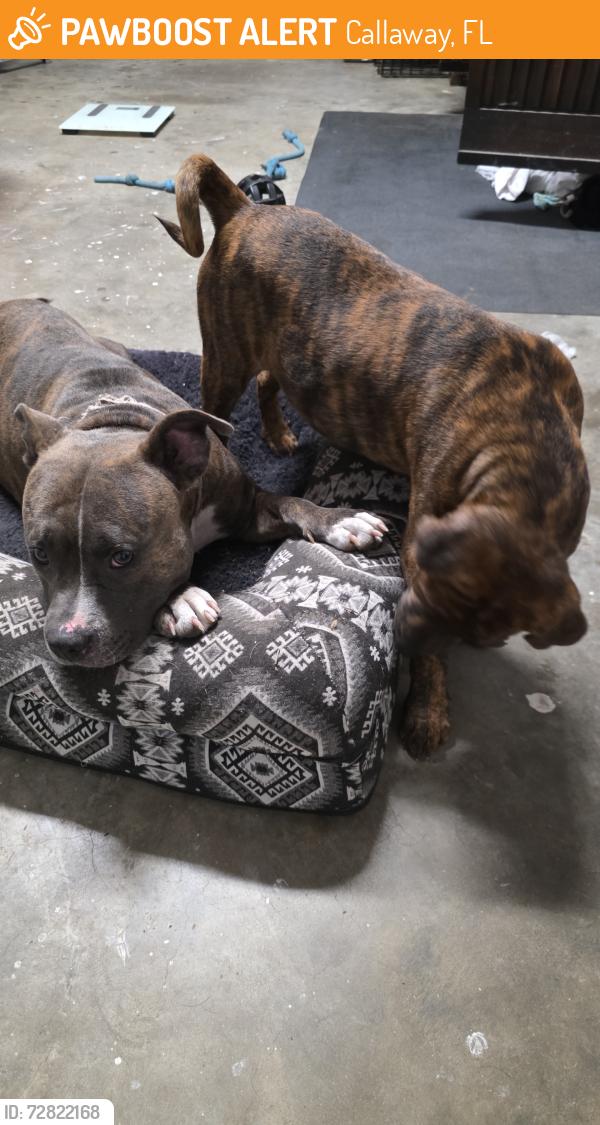 Found/Stray Female Dog last seen Cherry St next to Thai Temple , Callaway, FL 32401