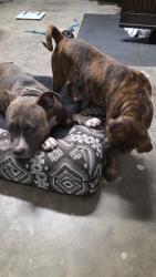 Found/Stray Female Dog last seen Cherry St next to Thai Temple , Callaway, FL 32401