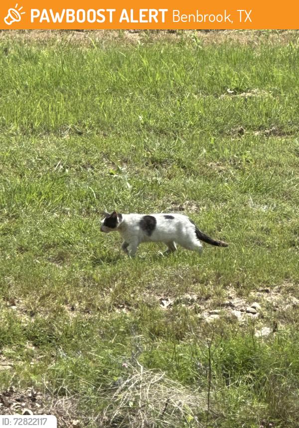 Found/Stray Unknown Cat last seen FM1187 and Winscott Plover, Benbrook, TX 76126