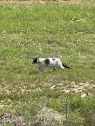 Found/Stray Unknown Cat last seen FM1187 and Winscott Plover, Benbrook, TX 76126