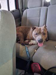 Found/Stray Male Dog last seen Gibson st, Fayetteville, NC 28301