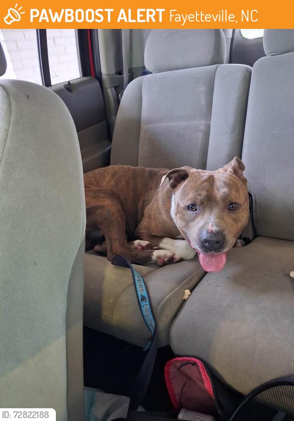 Found/Stray Male Dog last seen Gibson st, Fayetteville, NC 28301