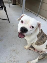 Lost Male Dog last seen 45/FM830, Conroe, TX 77378