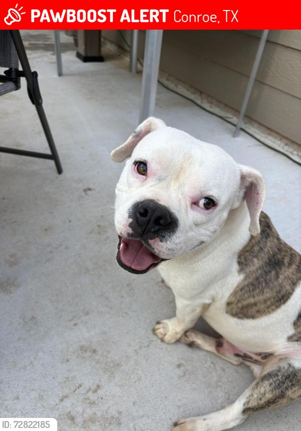 Lost Male Dog last seen 45/FM830, Conroe, TX 77378