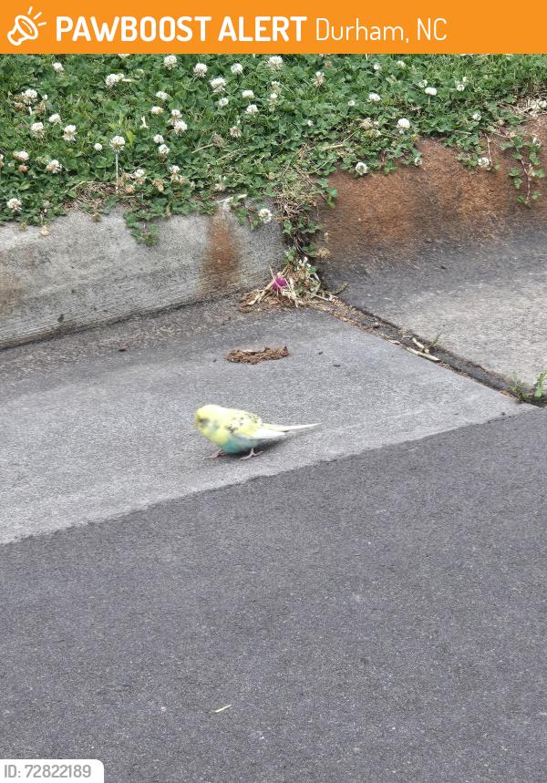 Found/Stray Unknown Bird last seen South st, Durham, NC 27707