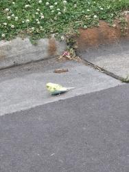 Found/Stray Unknown Bird last seen South st, Durham, NC 27707