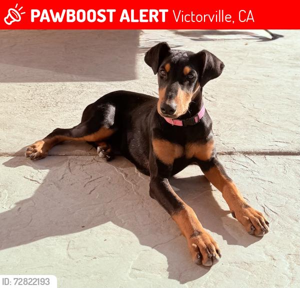 Lost Female Dog last seen Mojave and el evado , Victorville, CA 92394