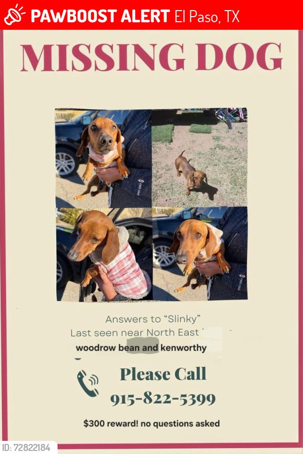 Lost Female Dog last seen In between girl scouts and kenworthy street, El Paso, TX 79924
