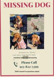 Lost Female Dog last seen In between girl scouts and kenworthy street, El Paso, TX 79924