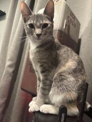 Lost Female Cat last seen Jump the fence to a neighbour hse , Whittier, CA 90606