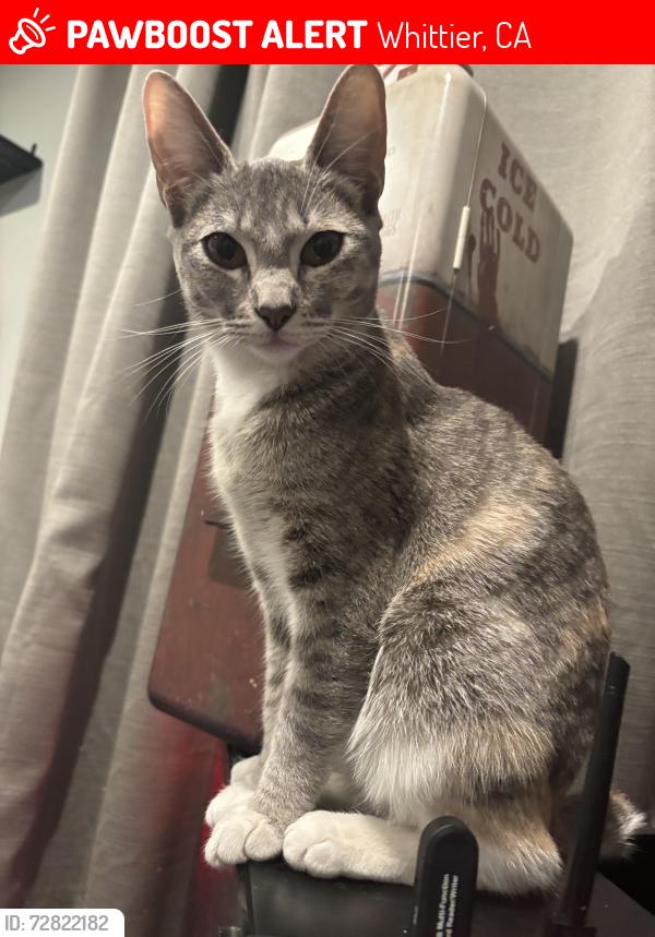 Lost Female Cat last seen Jump the fence to a neighbour hse , Whittier, CA 90606