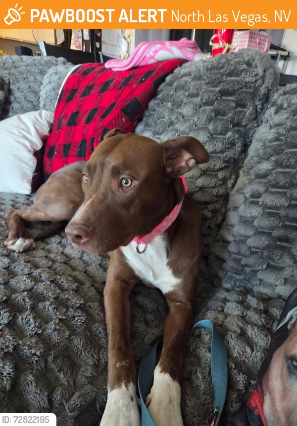 Found/Stray Female Dog last seen Carey and Revere, North Las Vegas, NV 89030