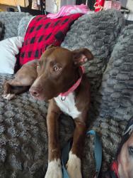 Found/Stray Female Dog last seen Carey and Revere, North Las Vegas, NV 89030