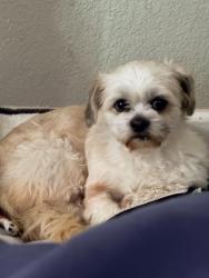 Lost Male Dog last seen Shields and Palm, Fresno, CA 93704