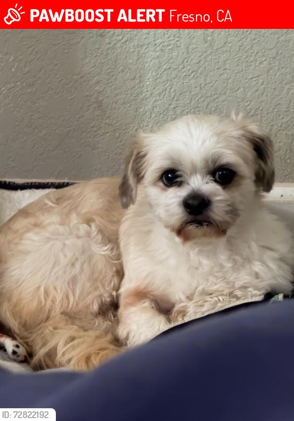 Lost Male Dog last seen Shields and Palm, Fresno, CA 93704