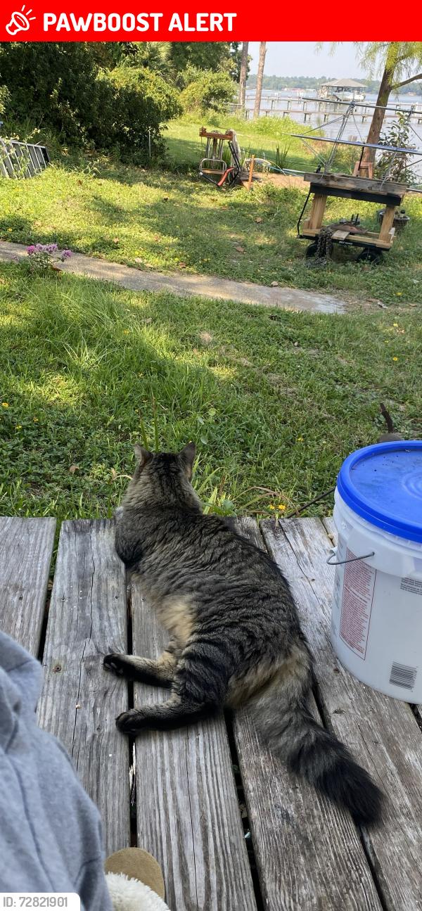 Lost Male Cat last seen Spanish Moss Dr & Hwy 98 W    Oak Valley near creek, Escambia County, FL 32506
