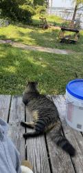 Lost Male Cat last seen Spanish Moss Dr & Hwy 98 W    Oak Valley near creek, Escambia County, FL 32506