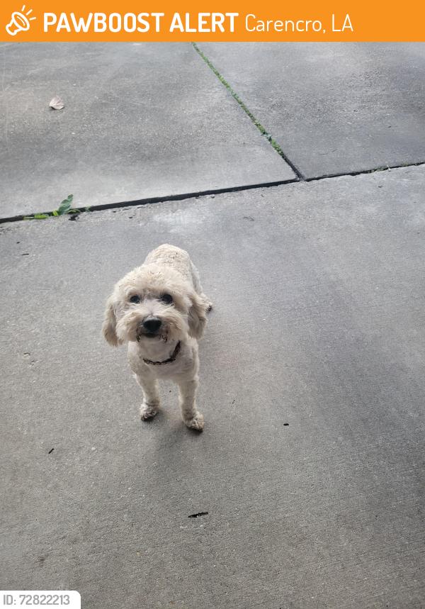 Found/Stray Male Dog last seen Laplace ave carencro la, Carencro, LA 70520