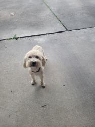 Found/Stray Male Dog last seen Laplace ave carencro la, Carencro, LA 70520
