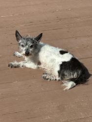 Found/Stray Female Dog last seen Near Wilhoit avenue - Lewis Center 43035, Lewis Center, OH 43035